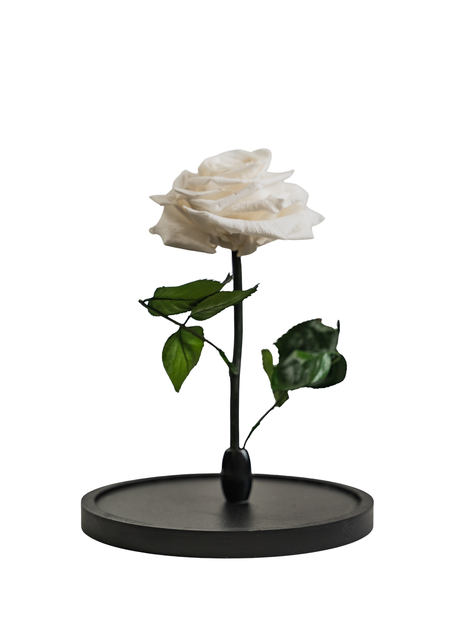Rosa Eterna LP – Pack com 6 Unidades Brancas | São Rosas - Image 2