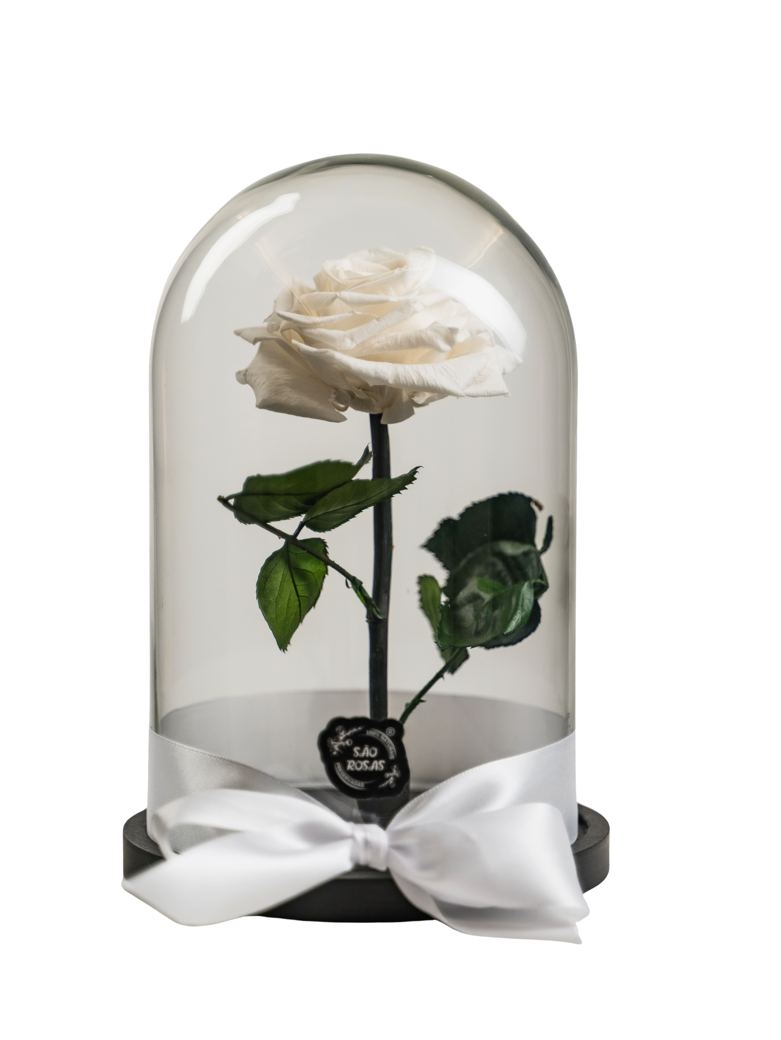 Rosa Eterna LP – Pack com 6 Unidades Brancas | São Rosas