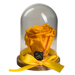 Rosa Eterna NS - Pack com 6 Unidades Amarelas | São Rosas