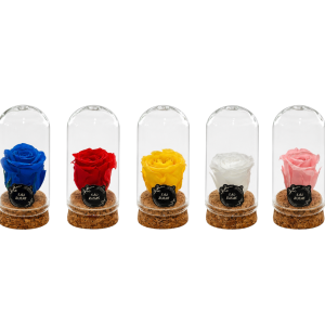 Rosa Eterna XXS – Pack com 24 Unidades Cores Variadas | São Rosas