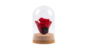 Rosa Eterna XS – Pack com 12 Unidades Vermelhas | São Rosas